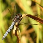  Kleine Blaupfeil (Orthetrum coerulescens), Männchen