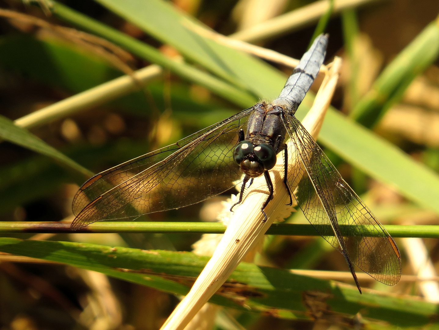  Kleine Blaupfeil (Orthetrum coerulescens), Männchen