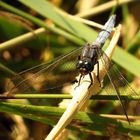  Kleine Blaupfeil (Orthetrum coerulescens), Männchen