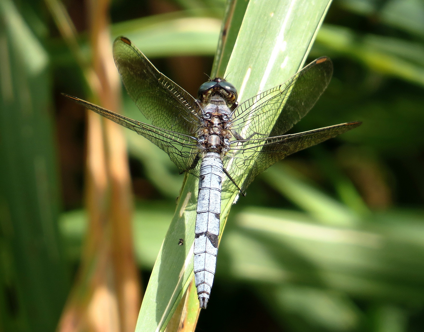 Kleine Blaupfeil (Orthetrum coerulescens), Männchen