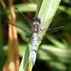 Kleine Blaupfeil (Orthetrum coerulescens), Männchen