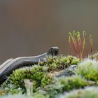 Kleine Blindschleiche