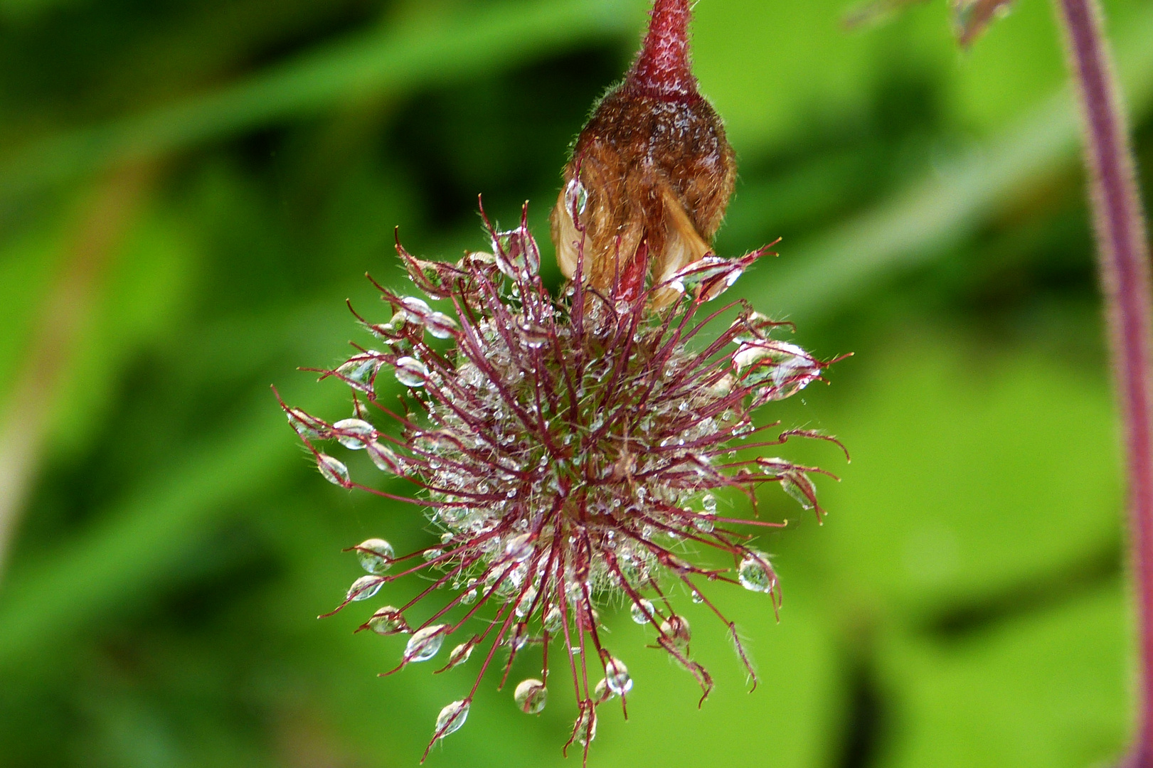 kleine Blümchen  