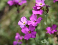 Kleine Blümchen