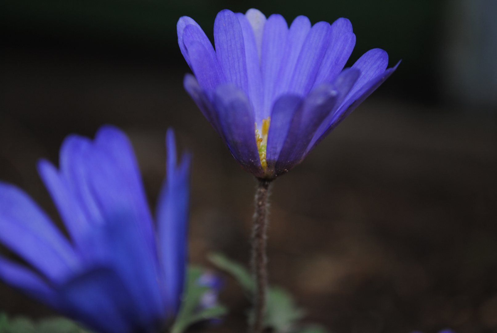 Kleine Blümchen...