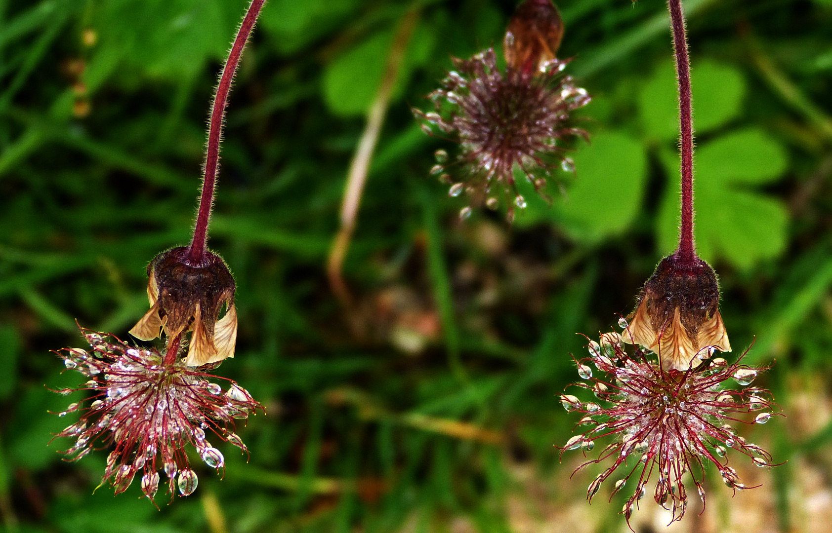 kleine Blümchen  