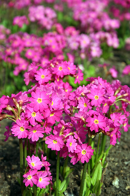 Kleine Blümchen Foto & Bild pflanzen, pilze & flechten, natur Bilder