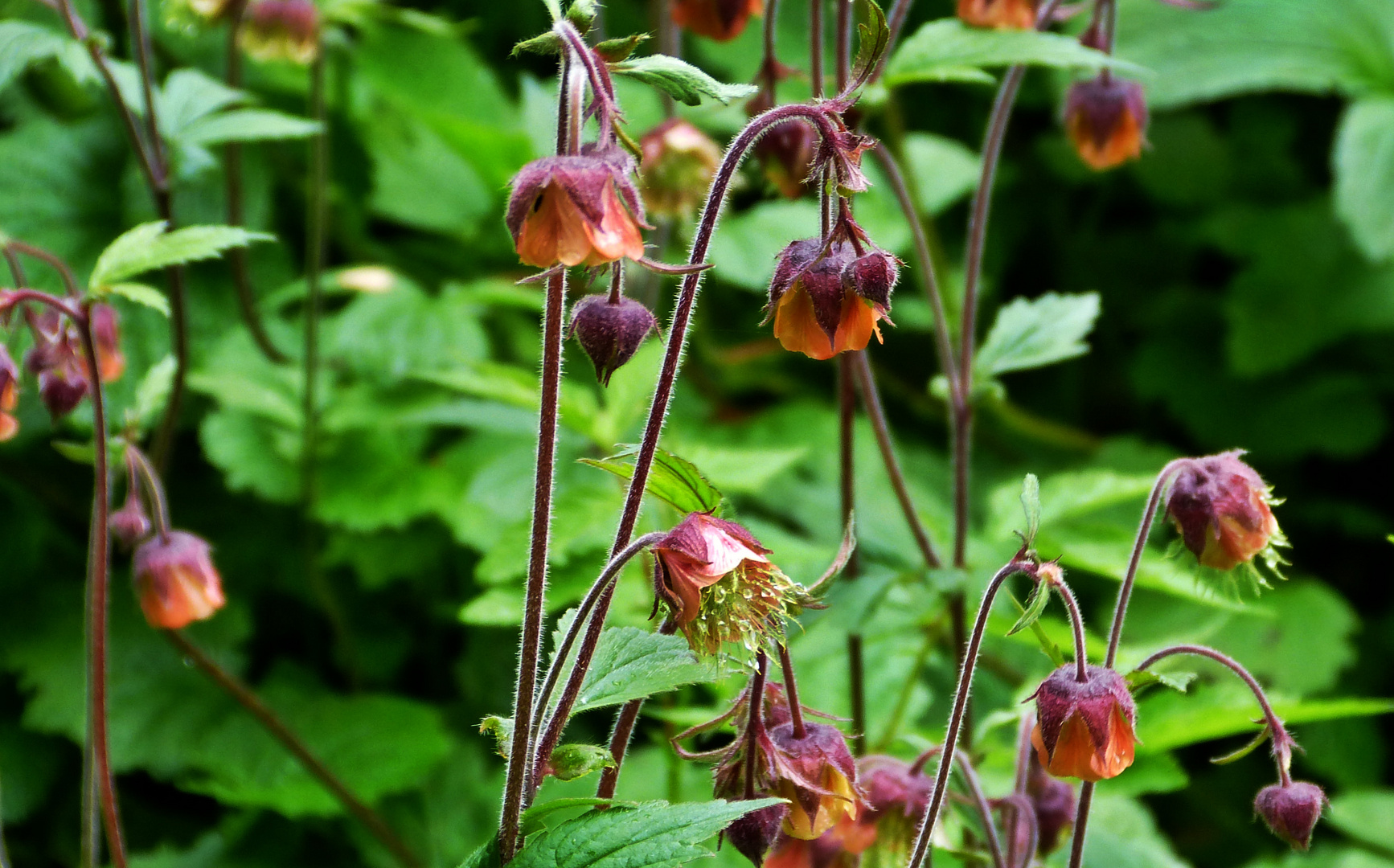 kleine Blümchen