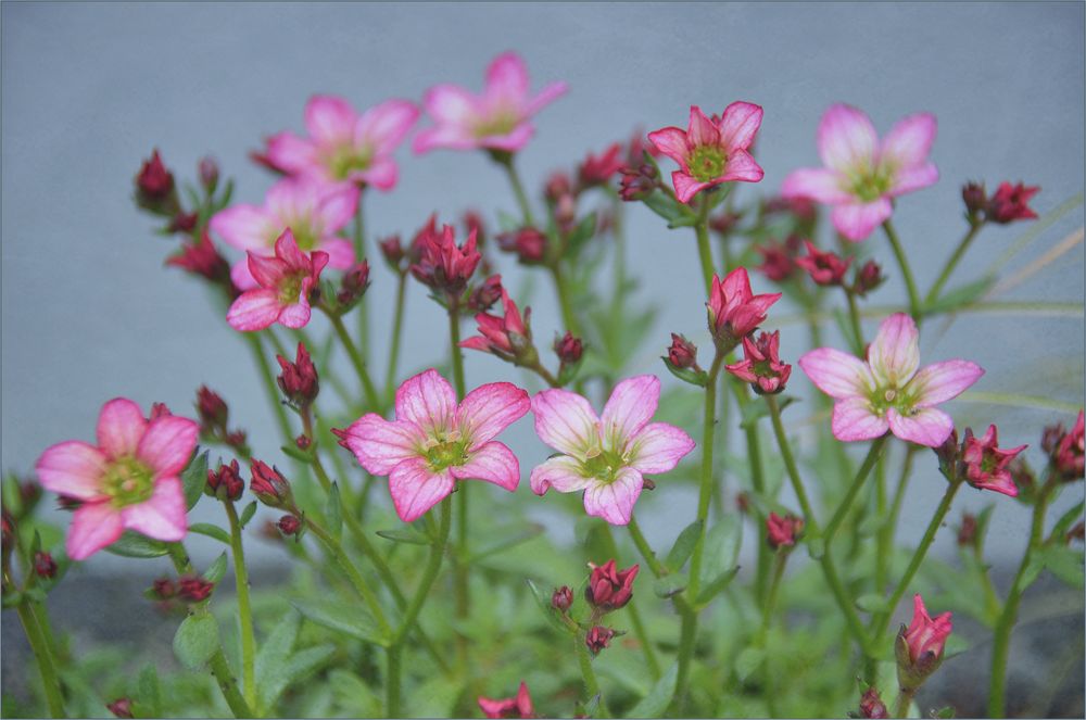 kleine Blümchen