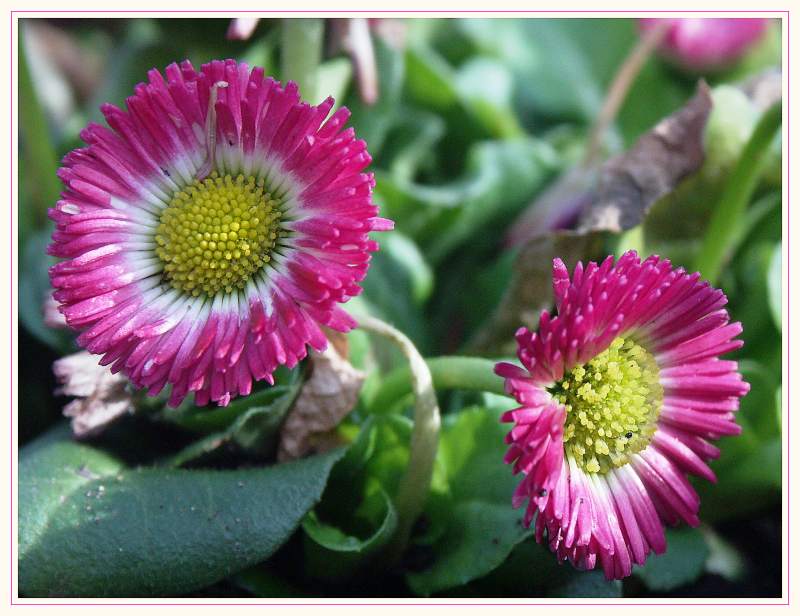 kleine Blümchen .. Foto & Bild pflanzen, pilze & flechten, blüten