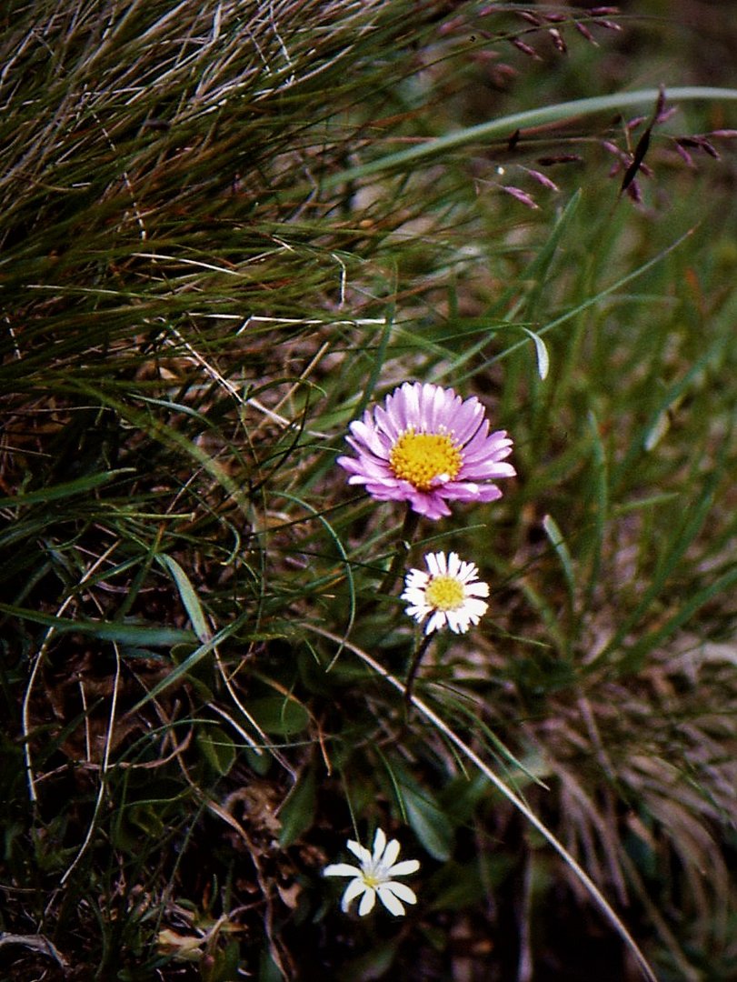 Kleine Blümchen am Wegesrand - Alpenaster in Rosa !?? 