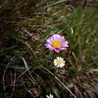 Kleine Blümchen am Wegesrand - Alpenaster in Rosa !?? 