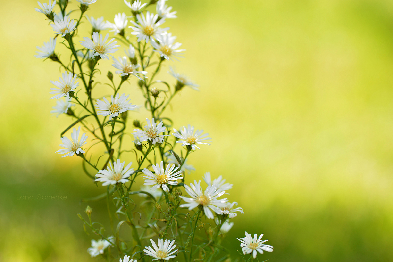 Kleine Blümchen