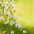 Kleine Blümchen