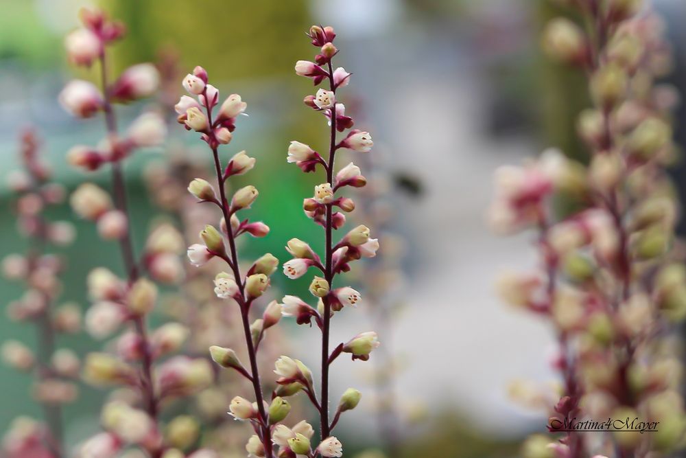 @kleine Blümchen