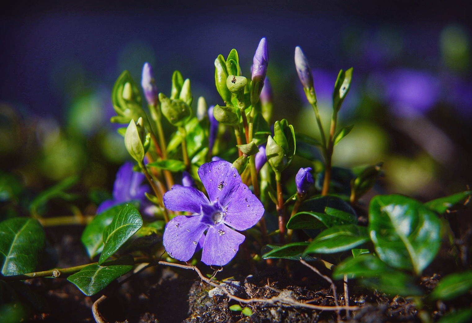 Kleine Blümchen einer Bodendeckerpflanze