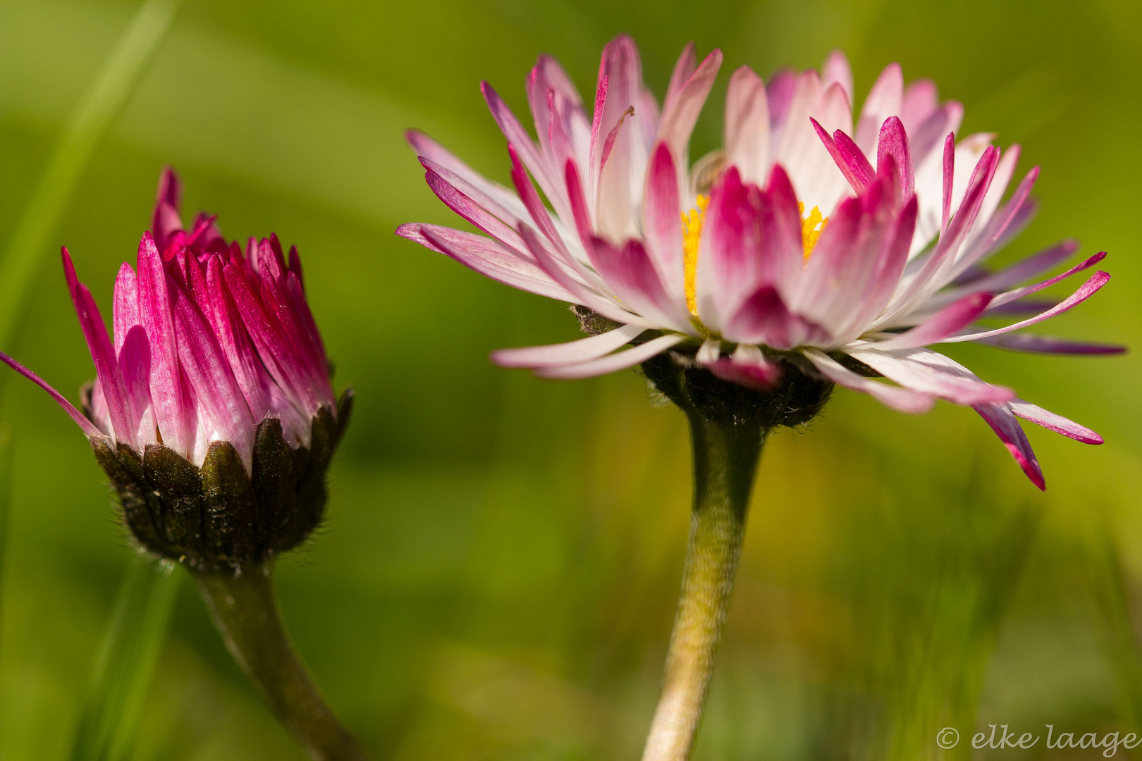 kleine Blümchen ganz groß