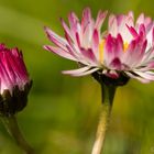 kleine Blümchen ganz groß