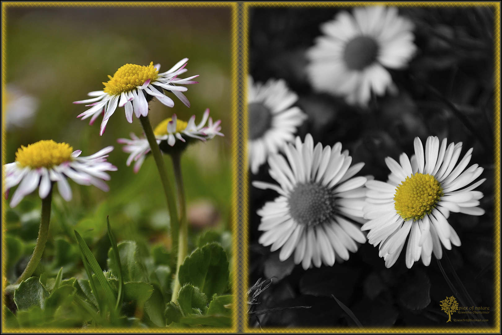 kleine Blümchen ganz groß