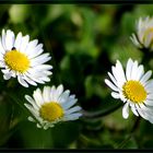 Kleine Blümchen ganz groß