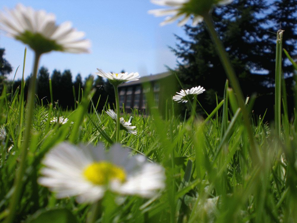 Kleine Blümchen - große Welt