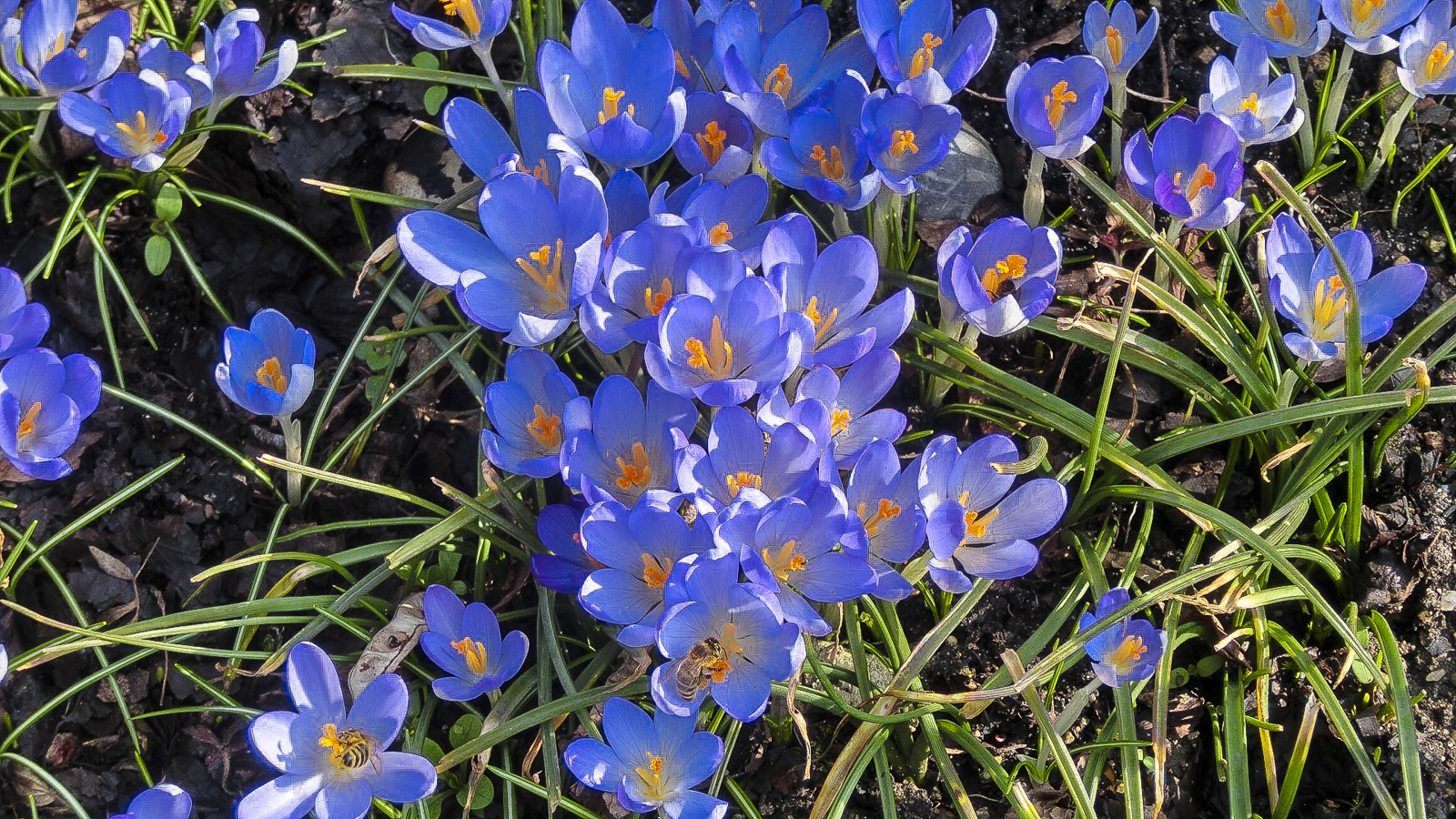 Kleine Blümchen im Botanischen Garten