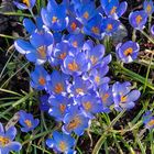 Kleine Blümchen im Botanischen Garten