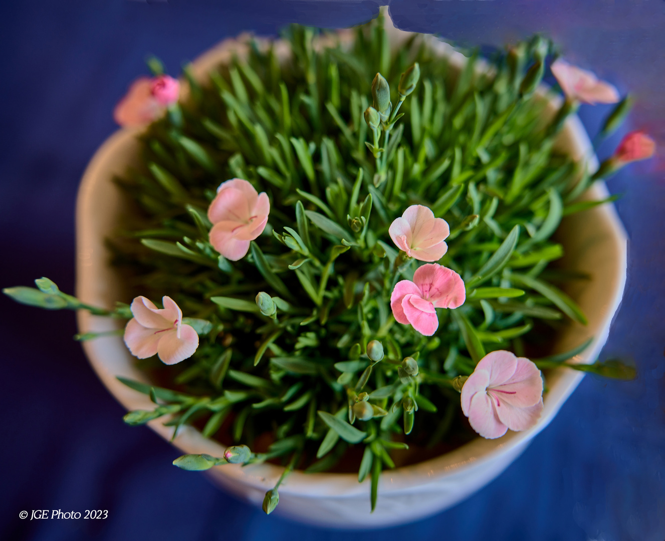 Kleine Blümchen im Topf