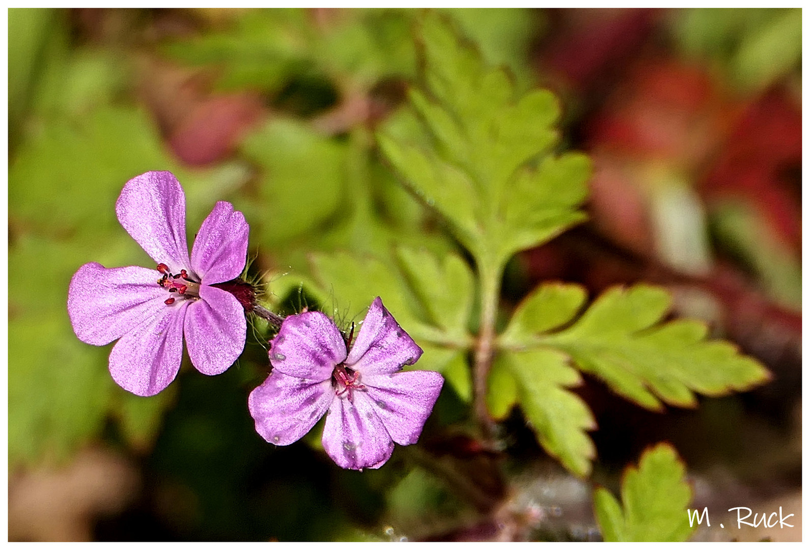 Kleine Blümchen im Walde 