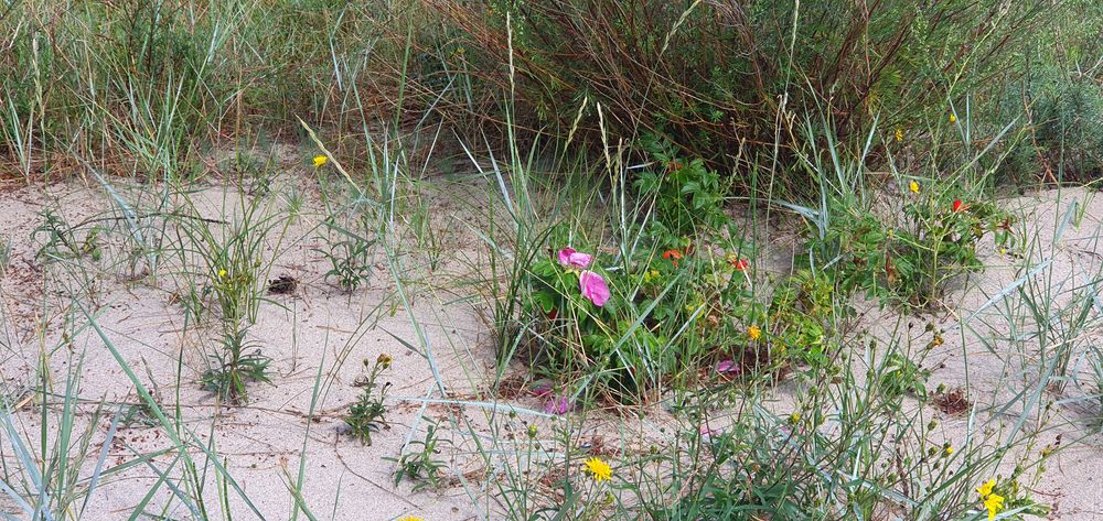 Kleine Blümchen in den Dünen