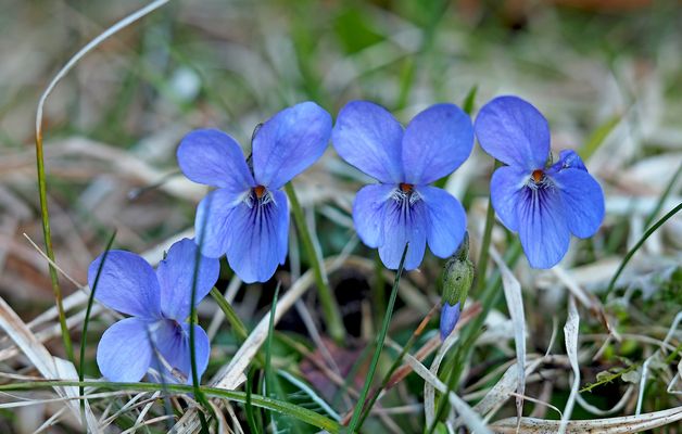 Kleine Blümchen mit grosser Heilkraft für Körper und Seele ...