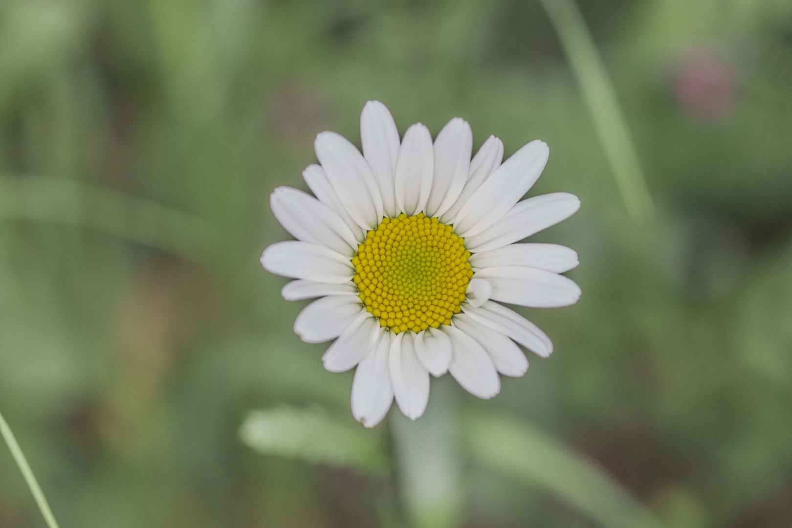 kleine Blüte