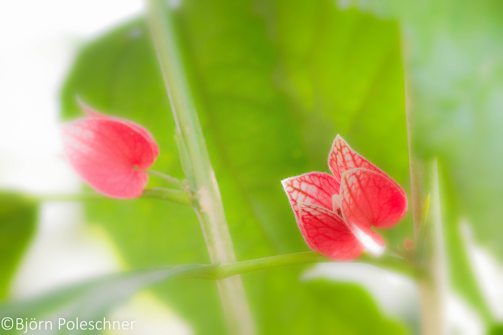 Kleine Blüte