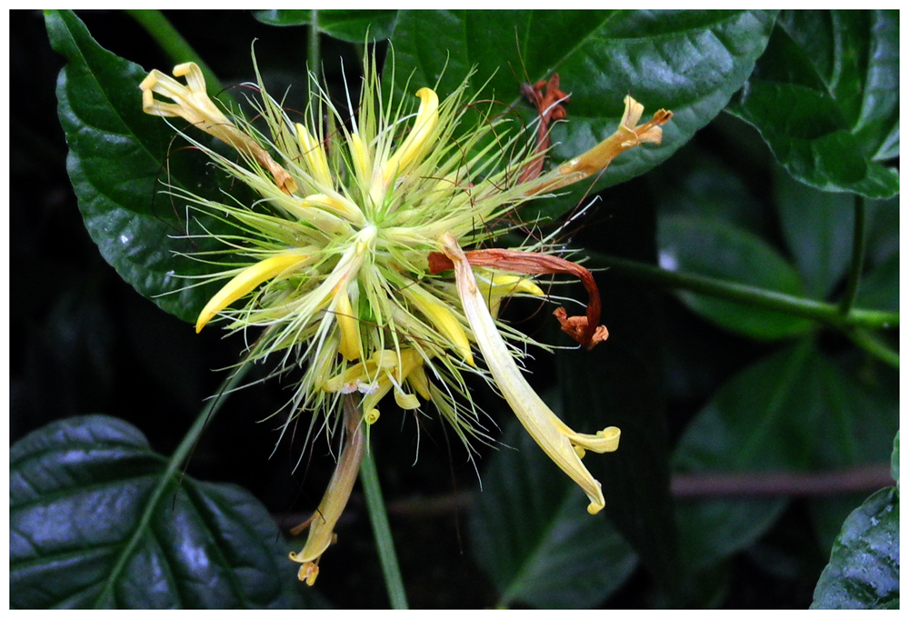 kleine Blüte