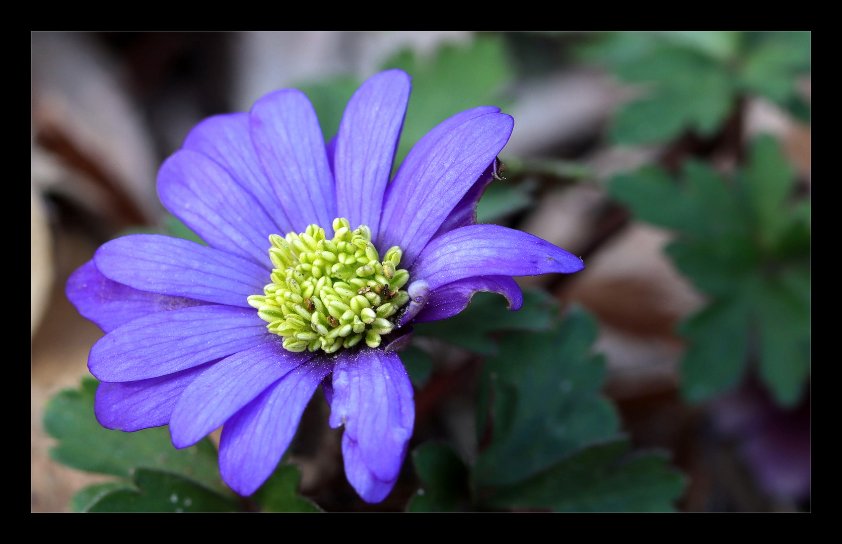 kleine Blüte