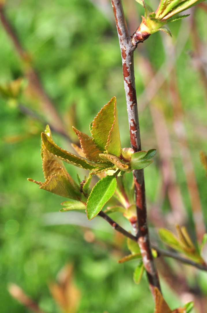 Kleine Blüte