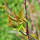 Kleine Blüte