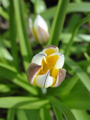 kleine blüte