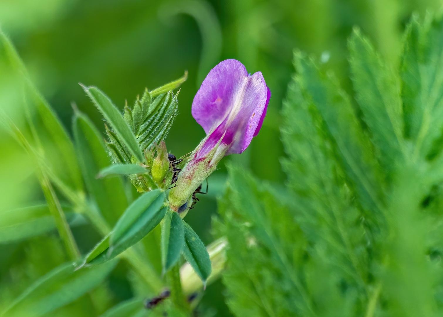 "Kleine Blüte"