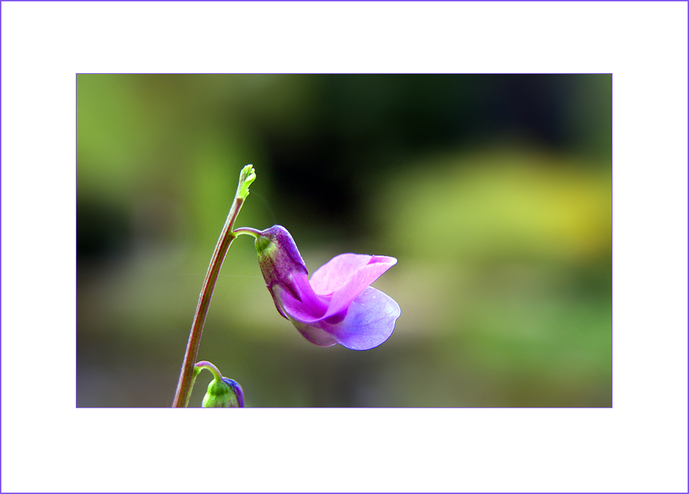 Kleine Blüte