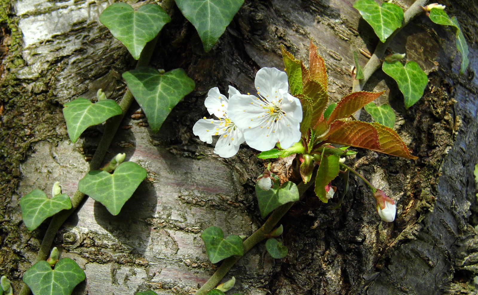 Kleine Blüte