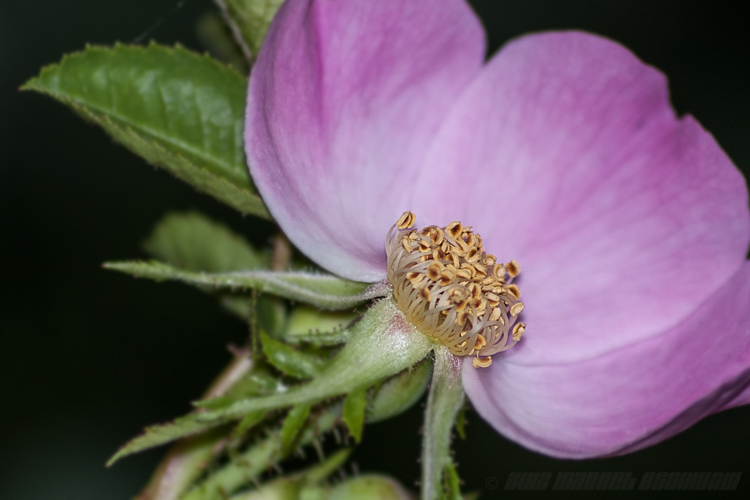 Kleine Blüte