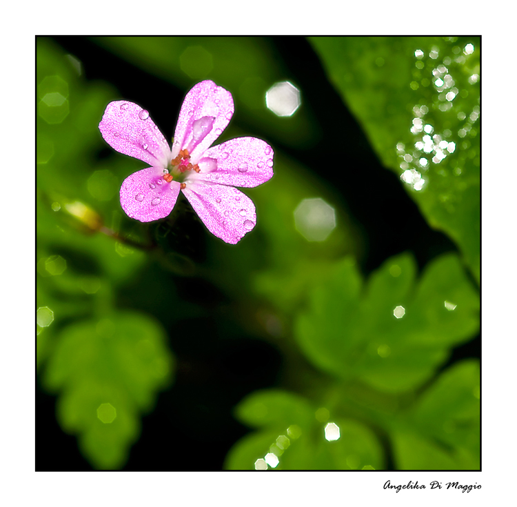 Kleine Blüte