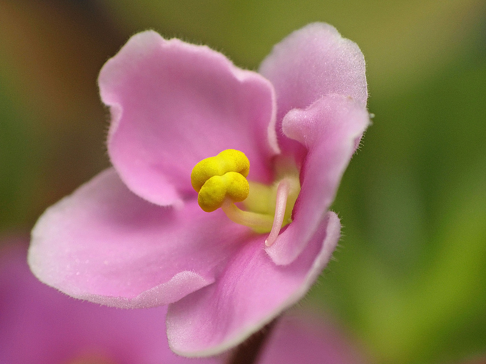 Kleine Blüte