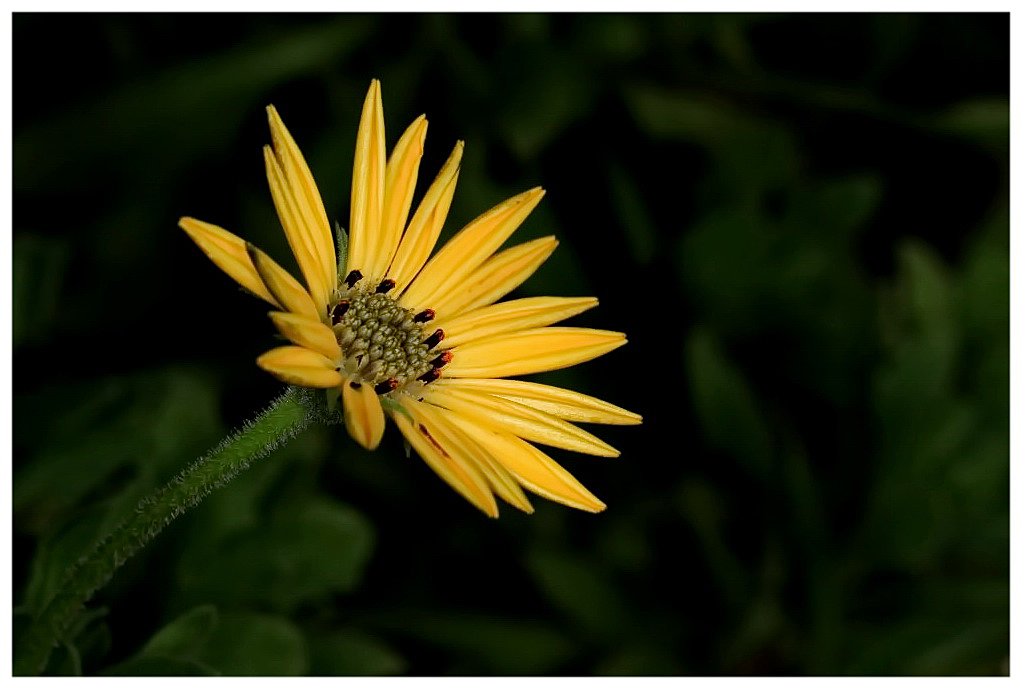 kleine Blüte