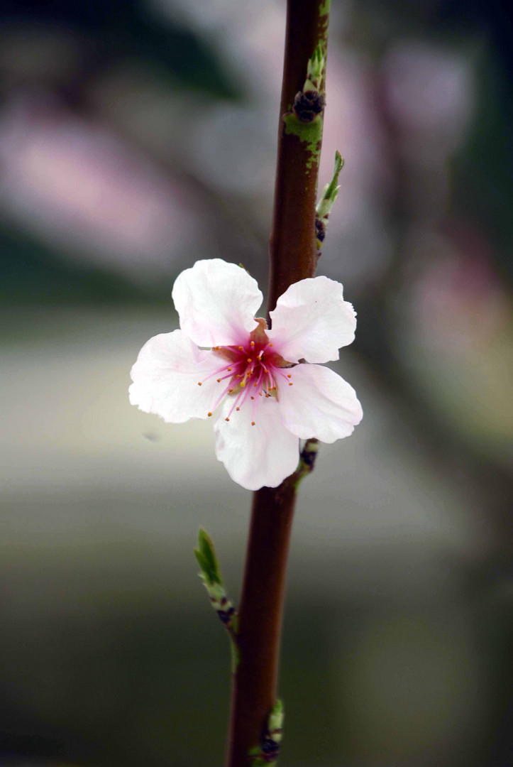 Kleine Blüte