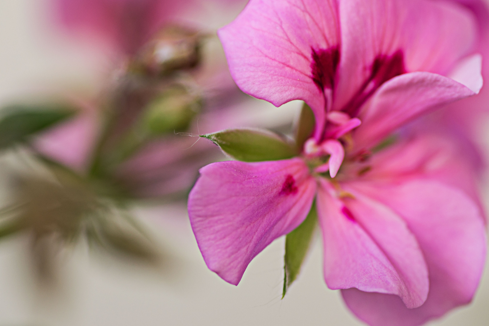 Kleine Blüte