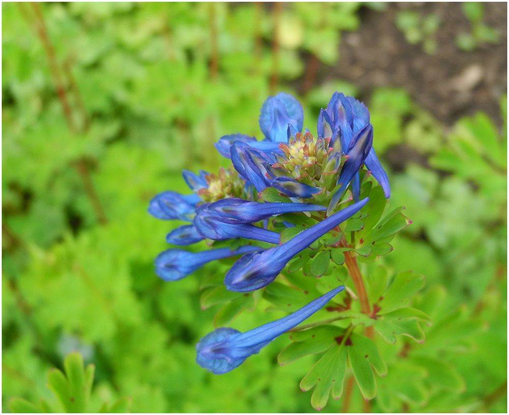 kleine Blüte