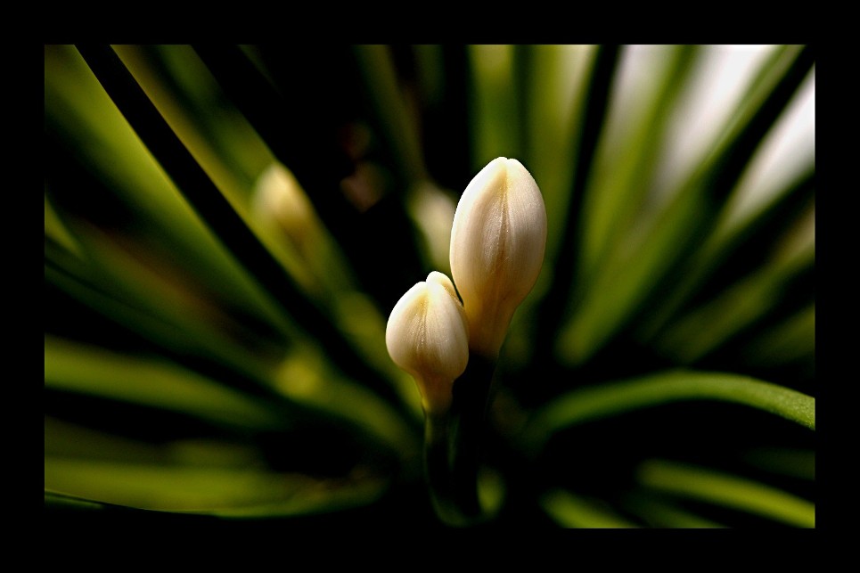 kleine Blüte....