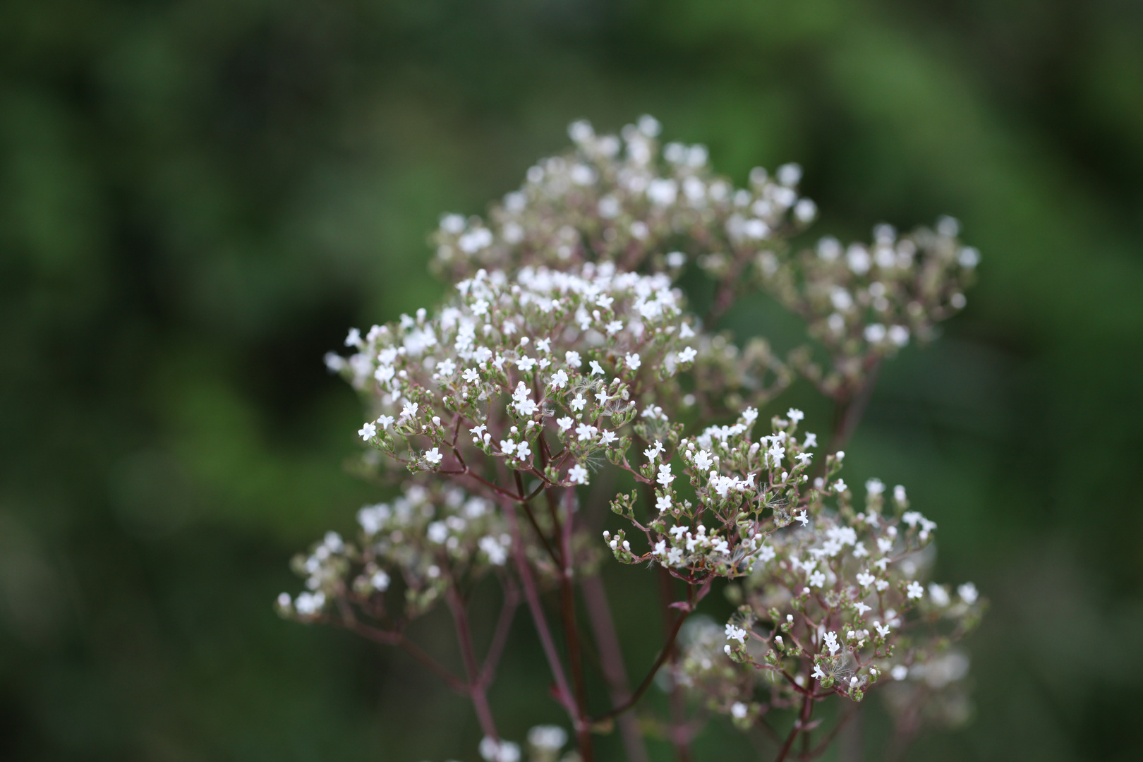 kleine Blüte